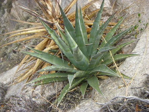 Agave chrysantha (Golden flowered century plant) — photo