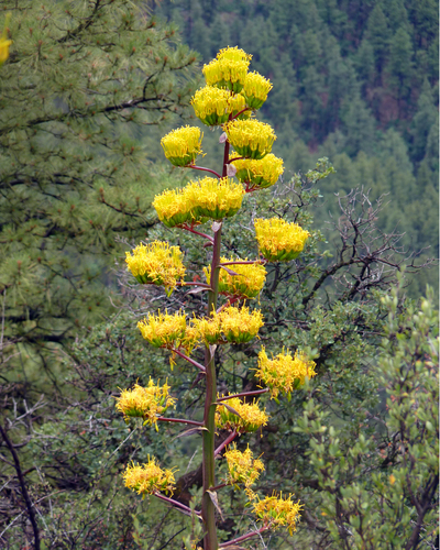 Agave chrysantha (Golden flowered century plant) — photo