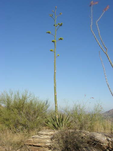 Agave chrysantha