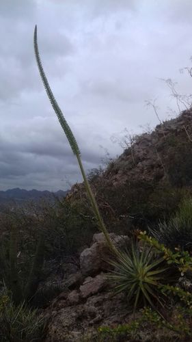 Agave chrysoglossa — photo