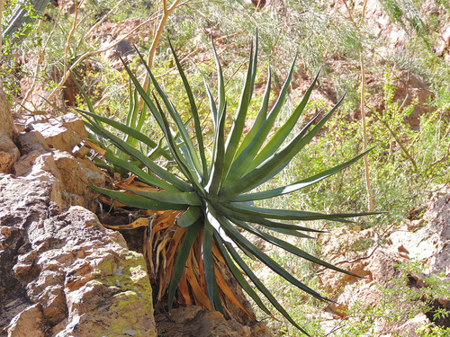 Agave chrysoglossa