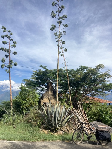 Agave cocui (Cocuy) — photo