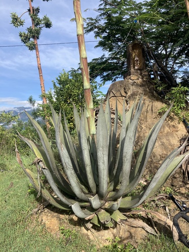 Agave cocui (Cocuy) — photo