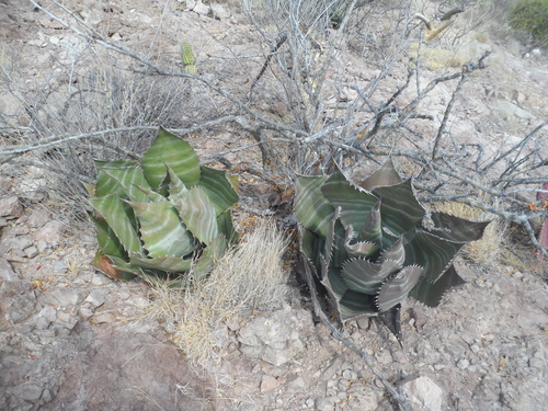 Agave colorata — photo