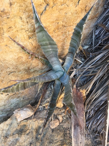 Agave colorata — photo