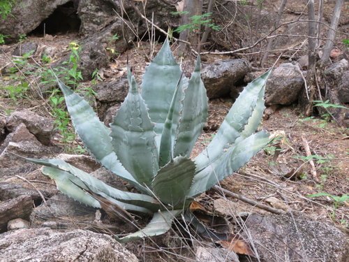 Agave colorata