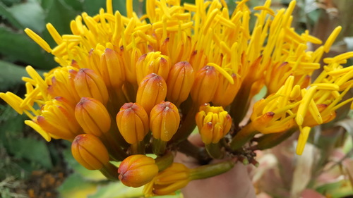 Agave cupreata — photo