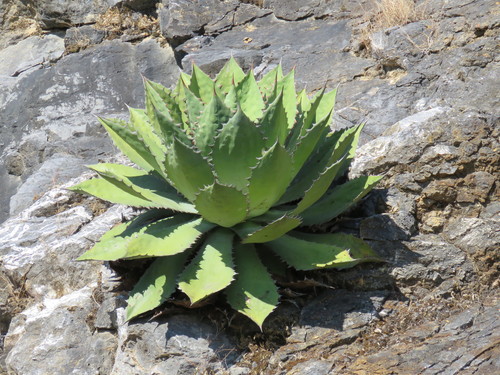 Agave cupreata — photo