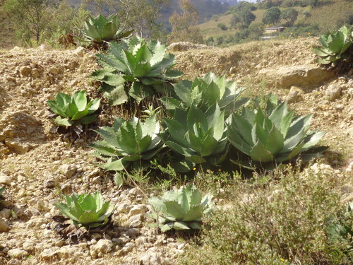 Agave cupreata