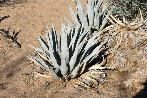 Agave deserti (Desert agave) — photo