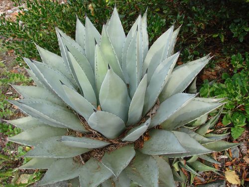 Agave deserti (Desert agave) — photo