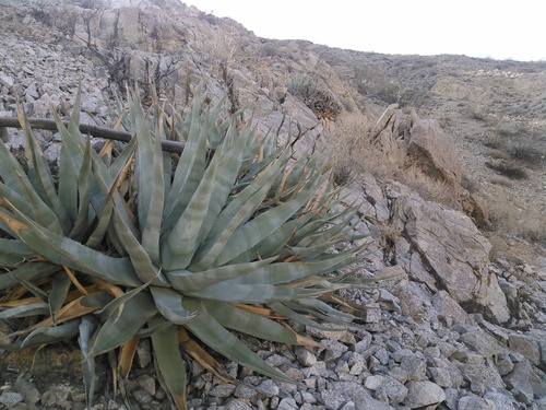 Agave deserti