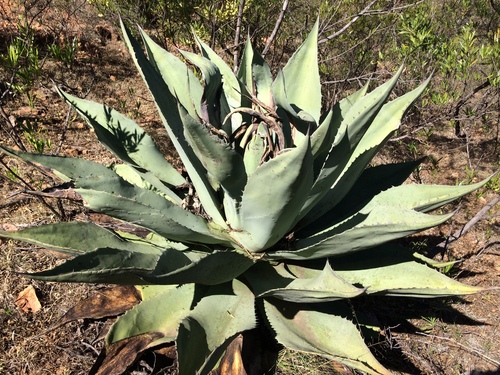 Agave durangensis — photo