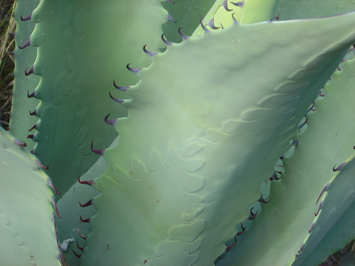 Agave durangensis — photo