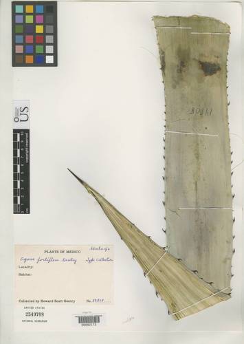 Agave fortiflora
