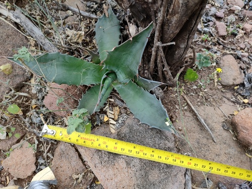 Agave gigantensis — photo