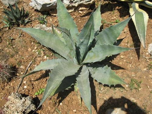 Agave gigantensis