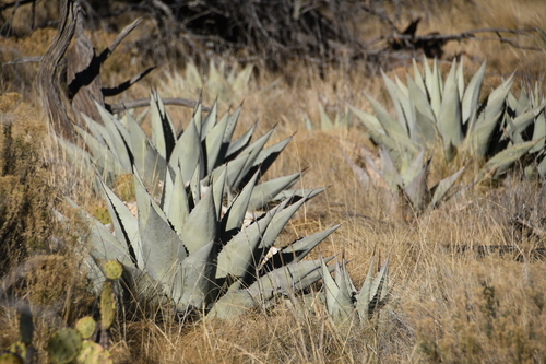Agave havardiana (Harvard agave) — photo
