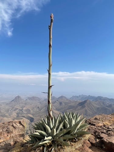 Agave havardiana (Harvard agave) — photo