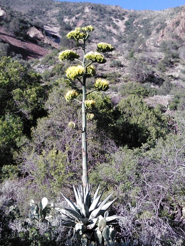 Agave havardiana