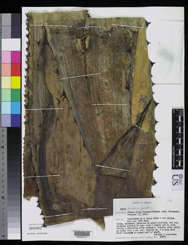 Agave hookeri — photo