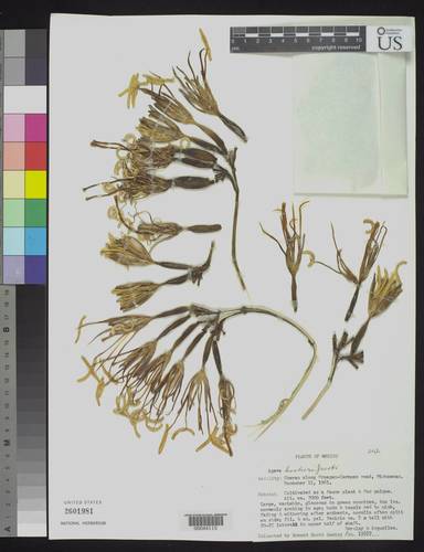 Agave hookeri — photo