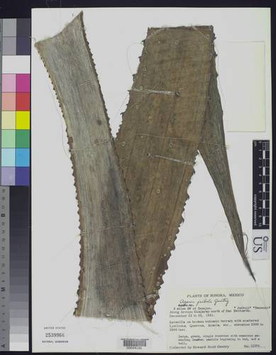 Agave jaiboli — photo