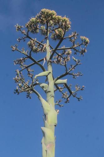 Agave mapisaga (Maguey mapisaga) — photo