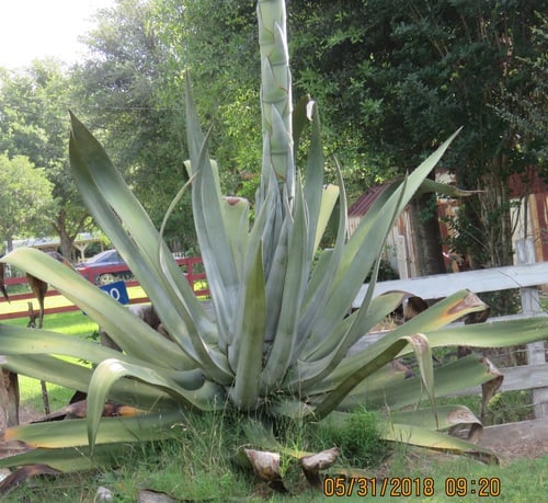 Agave mapisaga (Maguey mapisaga) — photo