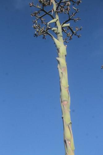 Agave mapisaga