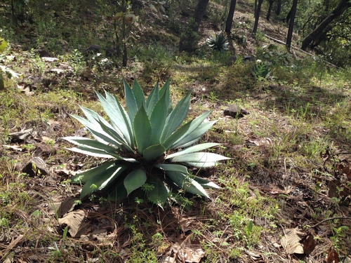 Agave maximiliana — photo
