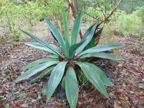 Agave maximiliana — photo
