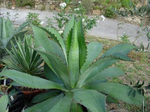 Agave maximiliana