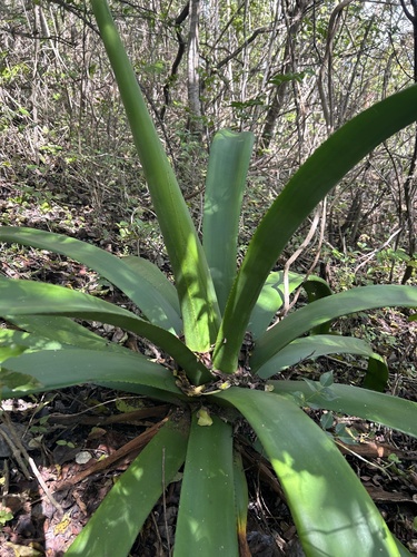Agave missionum (Puerto Rican century plant) — photo