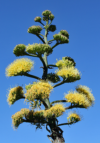 Agave moranii — photo