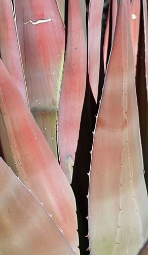 Agave moranii — photo
