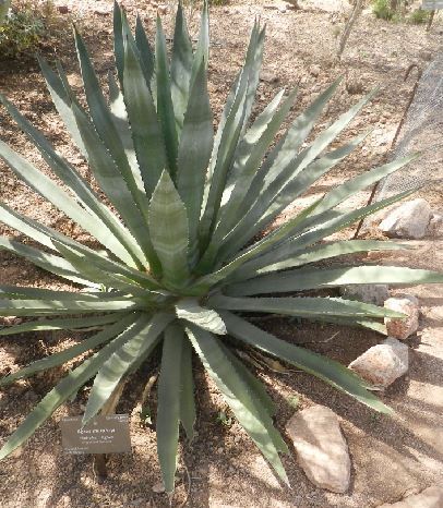 Agave murpheyi (Murphy's agave) — photo