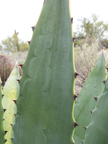 Agave murpheyi (Murphy's agave) — photo