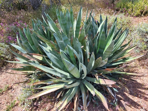 Agave murpheyi
