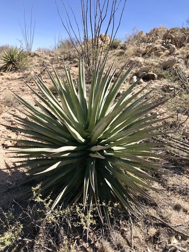 Agave palmeri (Palmer's agave) — photo