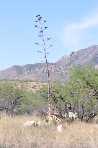 Agave palmeri (Palmer's agave) — photo