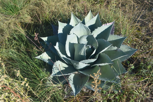Agave parrasana (Cabbage head agave) — photo