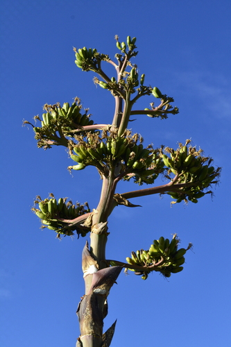 Agave parrasana