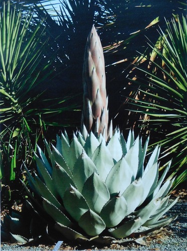 Agave parryi (Century plant) — photo