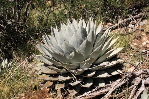 Agave parryi (Century plant) — photo