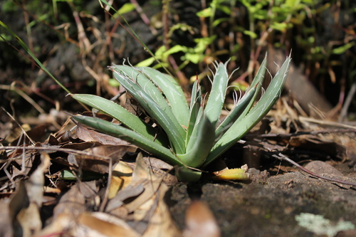 Agave parviflora — photo