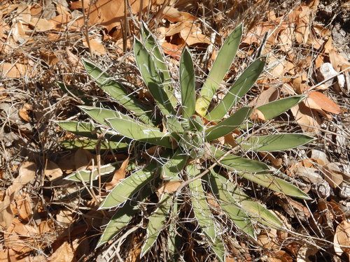 Agave parviflora — photo