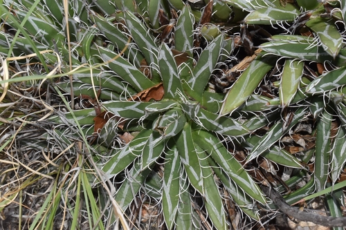 Agave parviflora