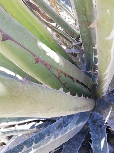 Agave peacockii (Cacaya) — photo