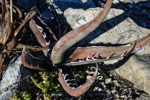 Agave peacockii